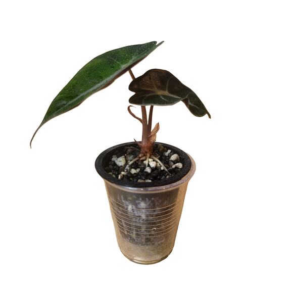 Alocasia Amazonica 'Polly' Elephant Ear Plant - Picture 6 of 12